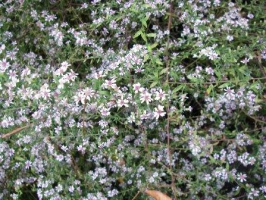 Bushy Aster